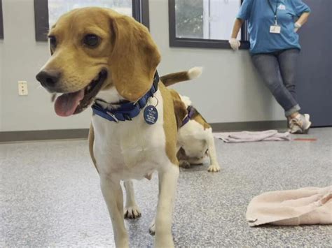 Prince George’s Co. animal shelter resumes adoptions after canine flu outbreak
